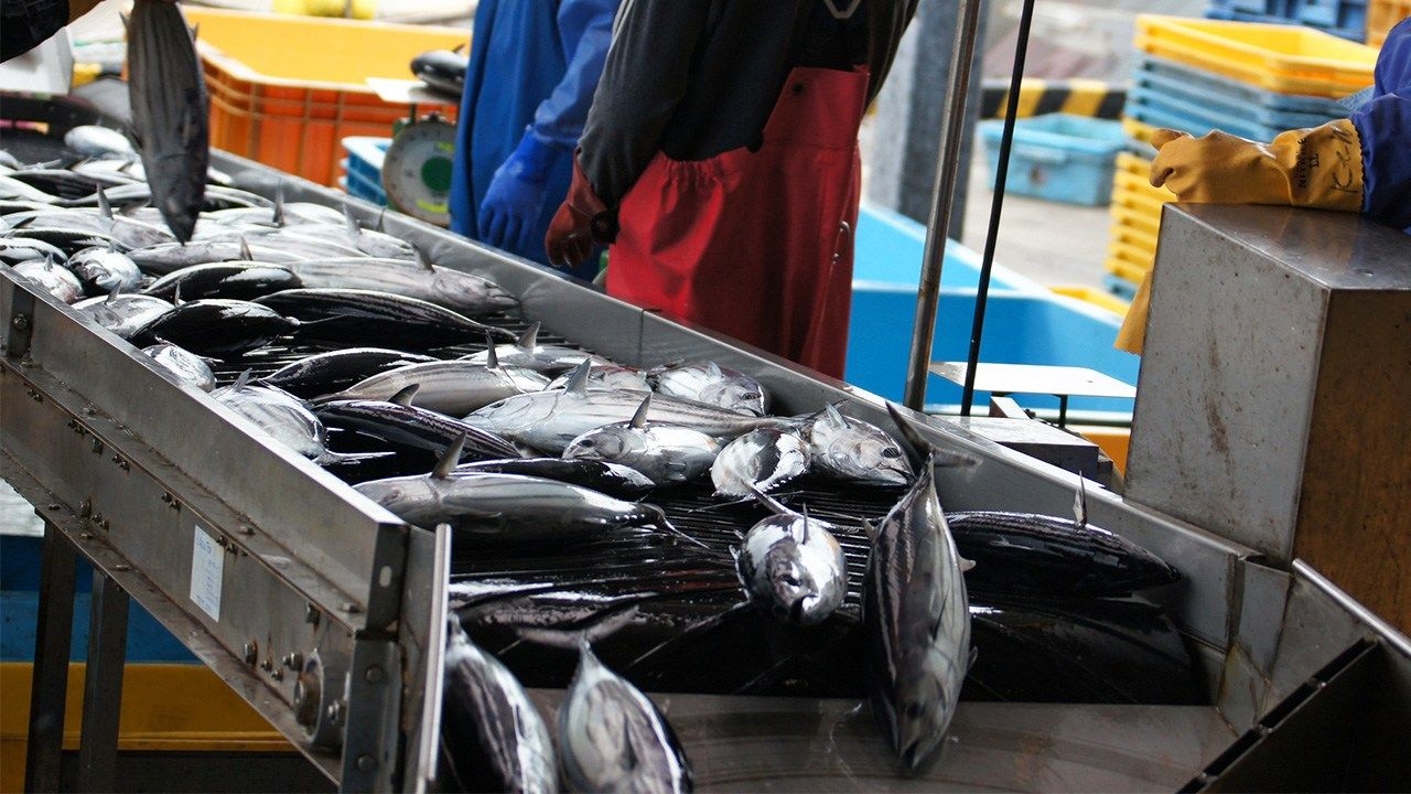 Higher Prices Lead to Rise in Japan's Fisheries Production Value While Volume Drops