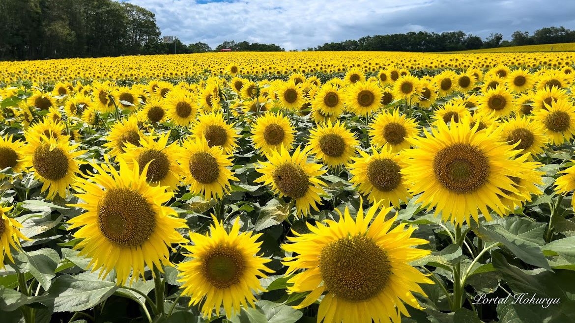 Japan's Top Events in Summer 2025