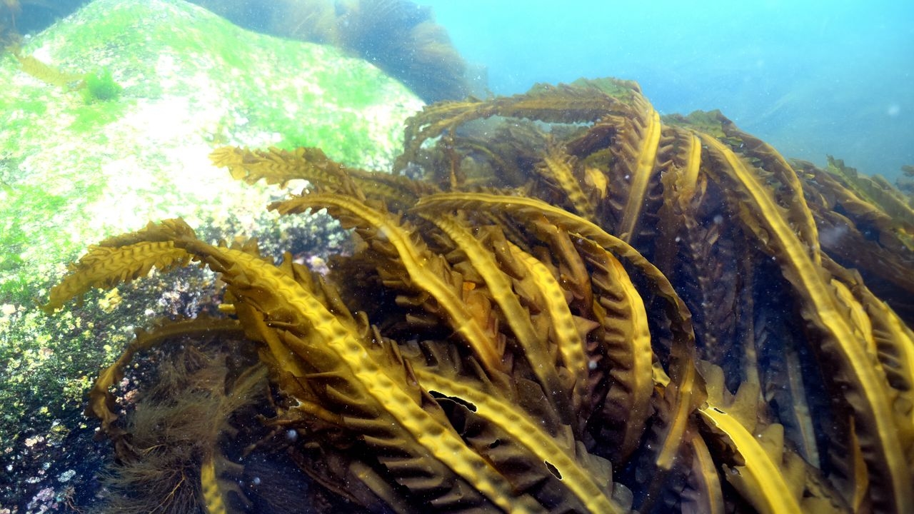 Kelp Under Threat in Hokkaidō Waters: The Impact of Climate Change on Japan's Marine Products