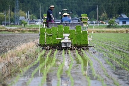 Japan Key Rice Price Hits Record High amid Thin Trade in May