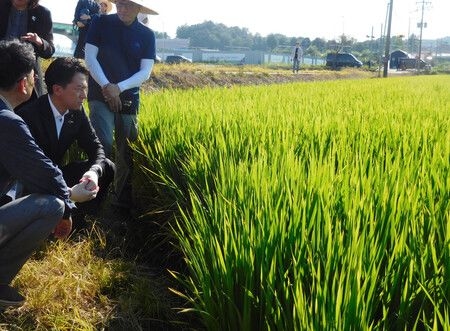 Japanese Farm Minister Visits Rice Field in South Korea