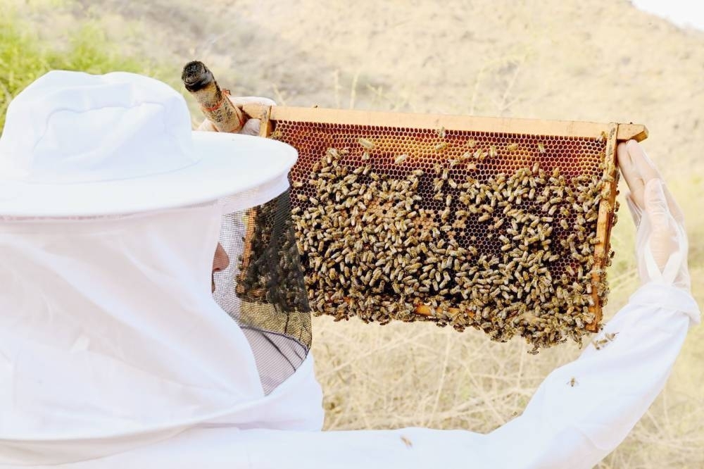إنشاء 7 محطات لتربية ملكات النحل  وإنتاج الطرود في 7 مناطق