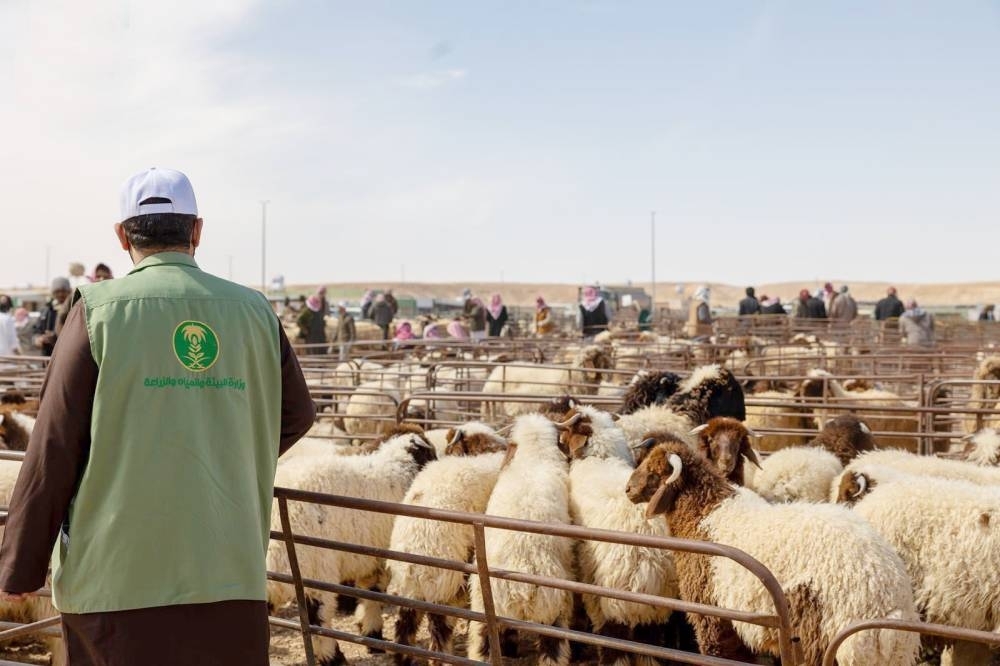 «عكاظ» تكشف أسرار بيع المواشي بالوزن