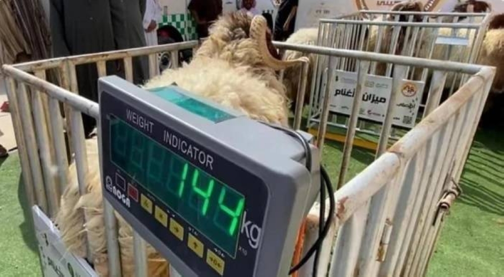 من الخميس القادم.. بدء تطبيق قرار بيع المواشي الحية بالوزن