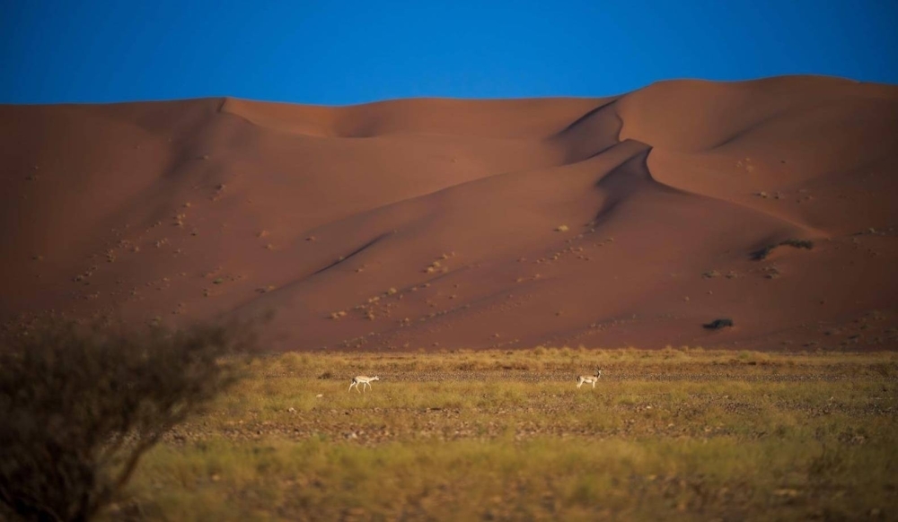 تسجيل محمية عروق بني معارض في القائمة الخضراء للاتحاد الدولي لحماية الطبيعة