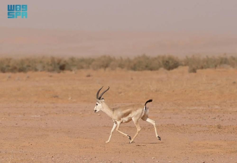 «ظبي الجفول».. النافر الأنيق لعدسة الشعراء في الغزل والرثاء!
