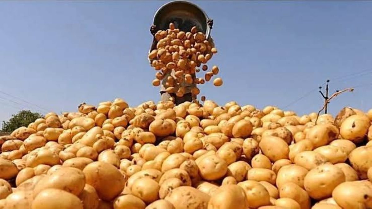 البطاطس المصرية تغزو أوروبا.. تشريع جديد يعزز الصادرات