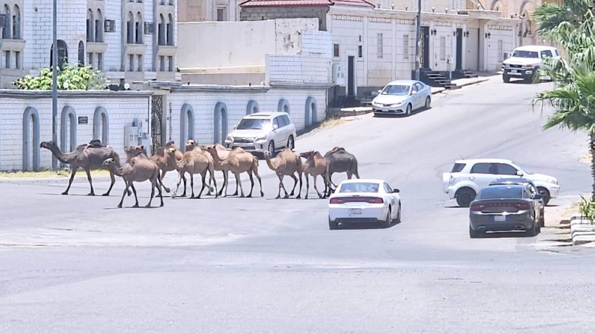«السائبة» و«النحل» تهددان سكان «العنود وأم السباع» بالطائف