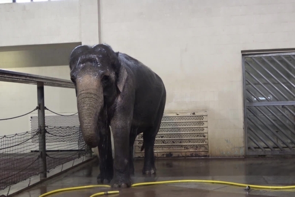 This Elephant Uses a Hose to Give Herself a Shower Every Day