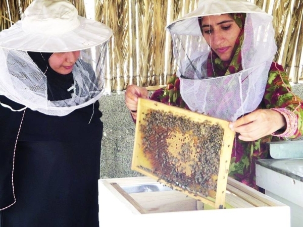 FAO projects see 83 per cent value surge
