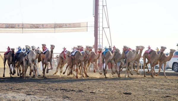 Annual camel race to conclude in Suhar today