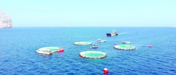 Musandam's first aquaculture project begins trial harvest