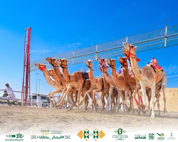 ‘Ameera' clinches cup, ‘Najd' wins gun at Al Bashayer camel festival