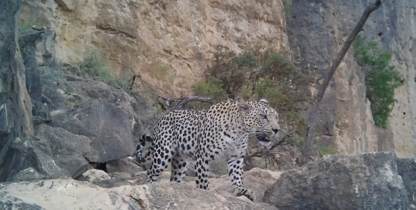 Oman marks International Day of Arabian Leopard
