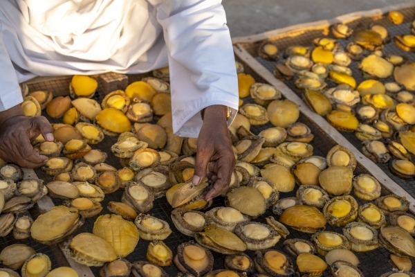 76 tonnes of Abalone bagged in 10 days