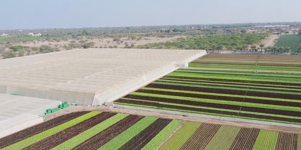 Opinion- 11th 5-year plan to broaden economic diversification