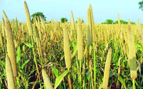 Oman explores millet cultivation for the first time