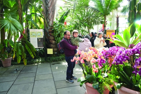 Orchid explosions in ‘Mexican Modernism' at NY Botanical Garden