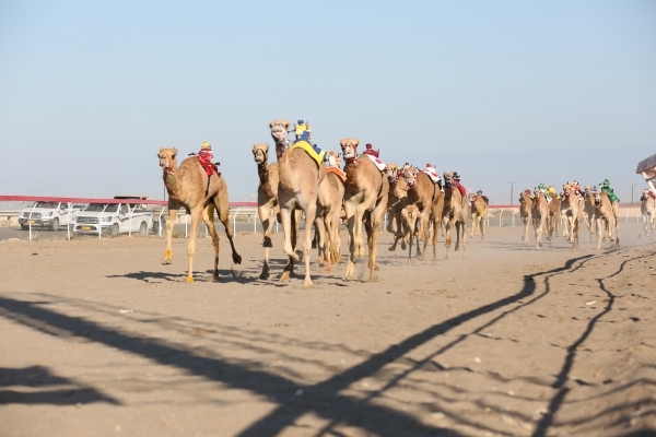 Sultan's Cup camel racing from April 6 to 10