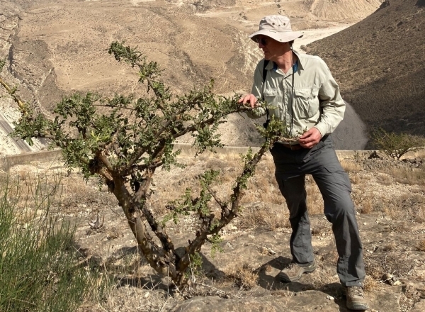 Frankincense trees in good numbers in Dhofar: Study