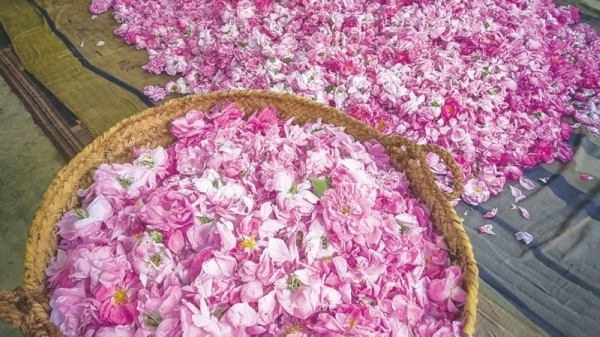 Rose event "Ata'a al Ward" to be held in Jabal al Akhdar from April 10