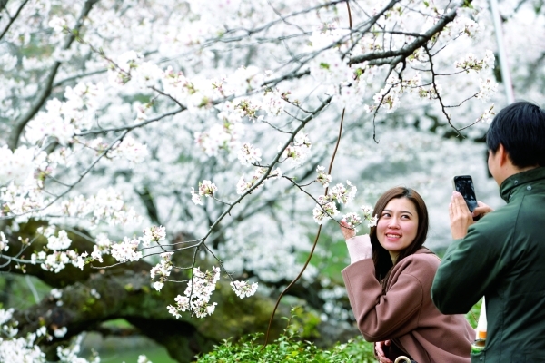 Tokyo cherry blossoms