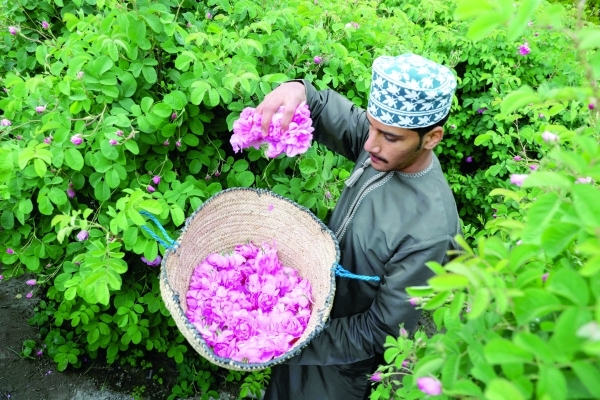 Rose harvest season begins in Al Jabal Al Akhdhar