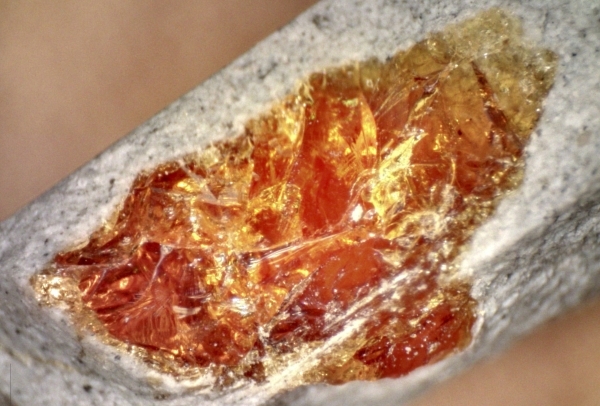 You Can Make Amber Fossils in 24 Hours, Instead of Millions of Years