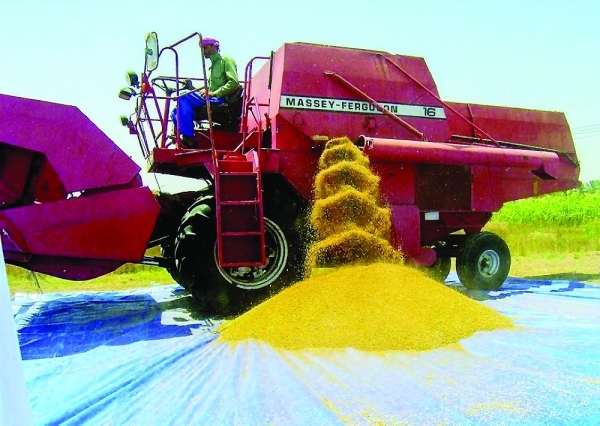 Wheat harvest season in Oman: promising yields despite challenges