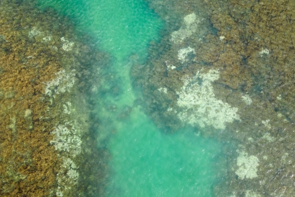 Global coral bleaching crisis spreads after hottest year