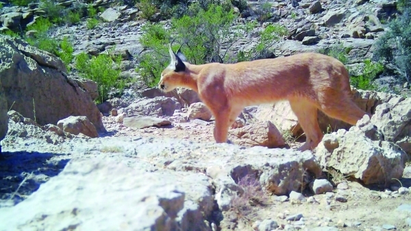 Rare wildlife species spotted in Al Dakhiliyah