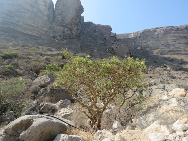 Oman's frankincense trees resilient despite challenges: Study