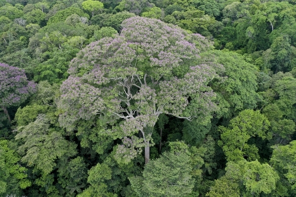 This Tree Wants to Be Struck by Lightning