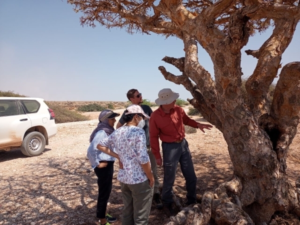 Study affirms resilience of Oman's frankincense trees