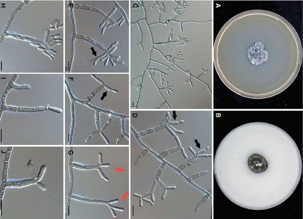 Research team finds new fungal family