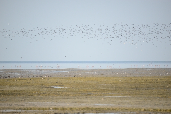 Oman marks World Migratory Bird Day