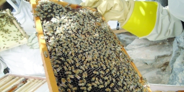 More than 140 tonnes of honey produced