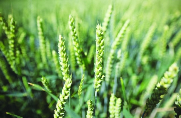 EU proposes curbing more green rules on farming subsidies
