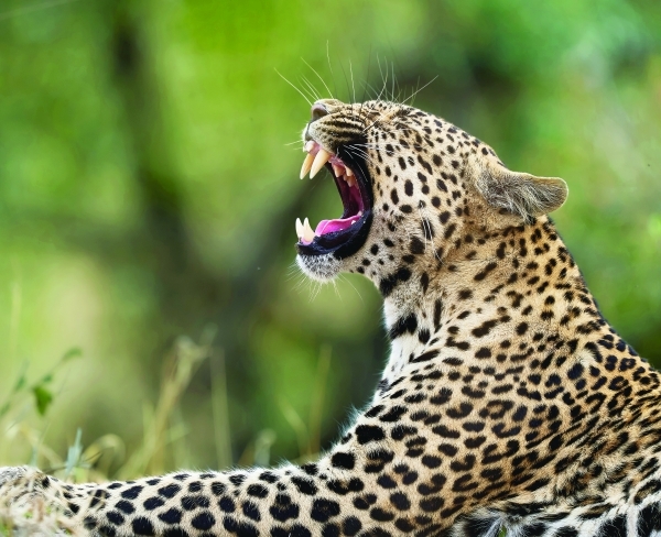 Meet the leopards of YouTube
