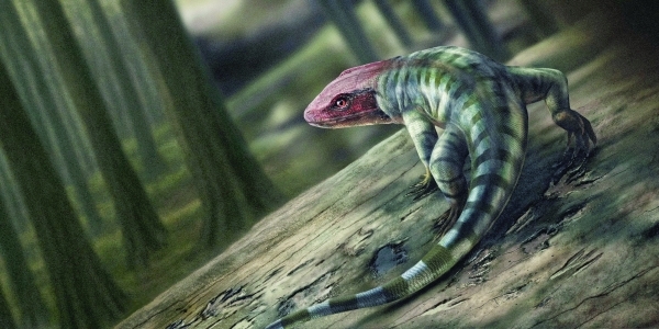 Ancient footprints from Australia reveal earliest-known reptile