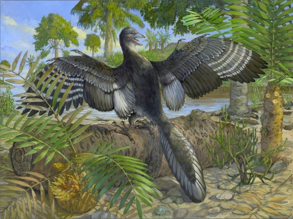 Chicago museum's fossil yields insights on famed early bird Archaeopteryx