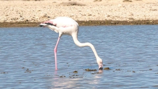 Marsis: Masirah's Sanctuary of Wings