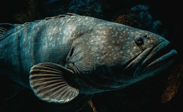 Teeth hurt? It could be because of a 500-million-year-old fish