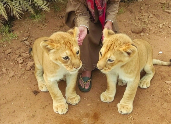 Raising Predatory Animals in Oman: A Hidden World of Passion and Responsibility