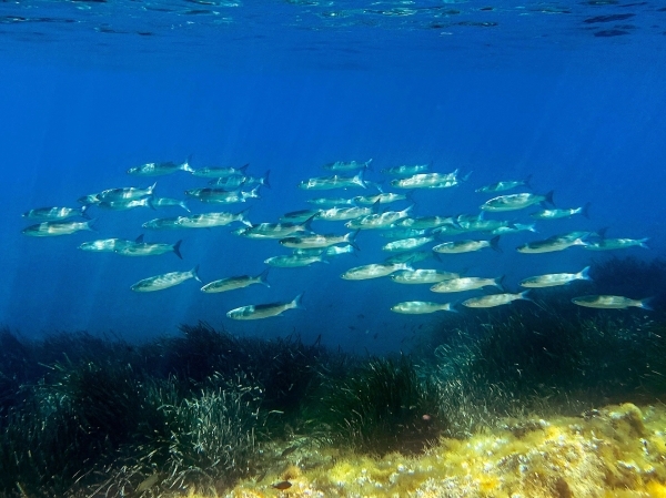 World coming up short on promised marine sanctuaries