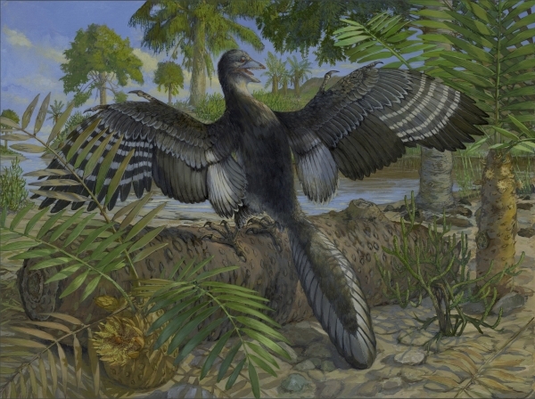 This Dinosaur Had Feathers and Probably Flew Like a Chicken
