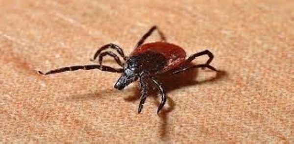 Follow animal handling guidelines to avoid Congo fever during Eid: MoH