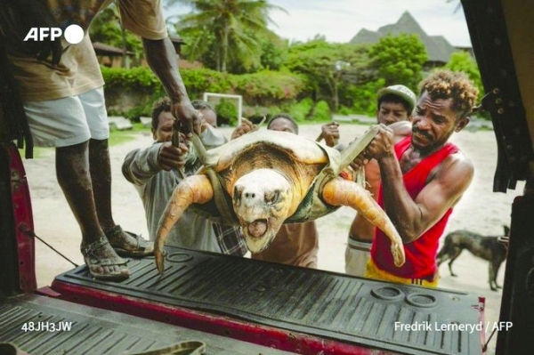 Kenya NGO saves turtles from nets, plastic and rising tides