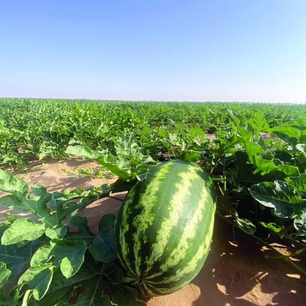 Oman leverages ‘precision agriculture' to strengthen food security
