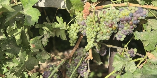 Grape harvesting season begins in Yanqul